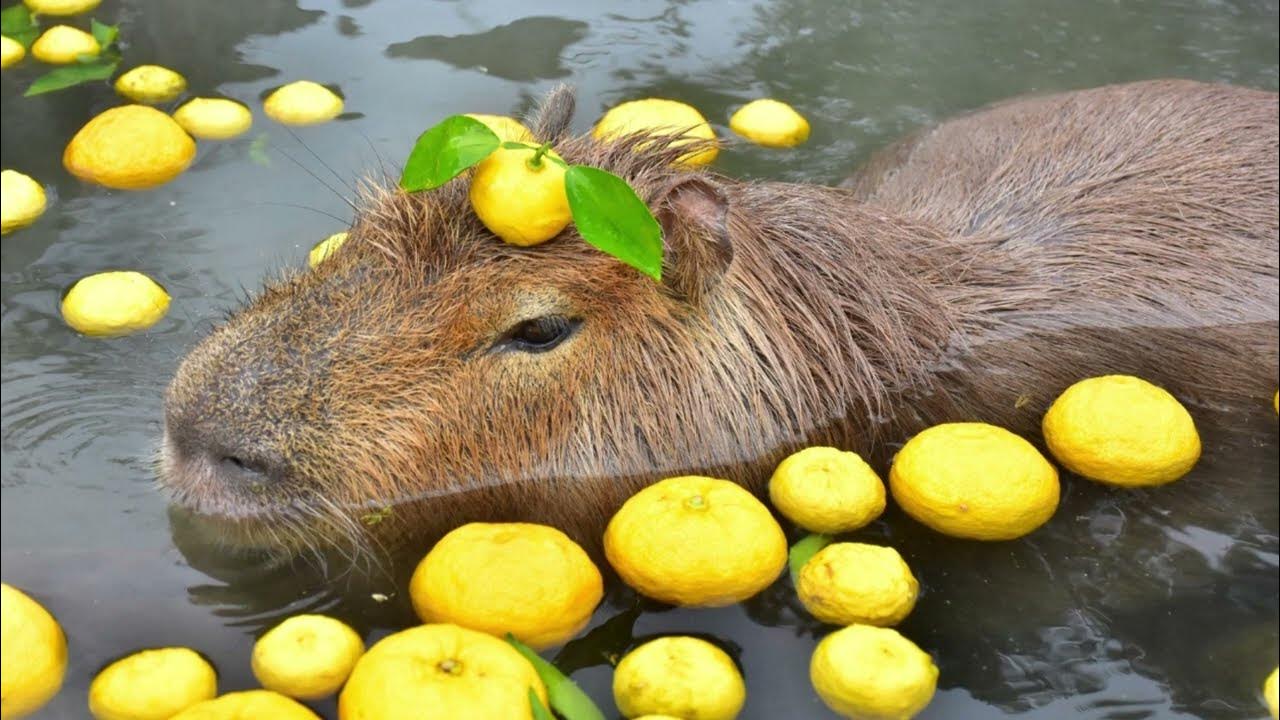 Platz 1 Capybara